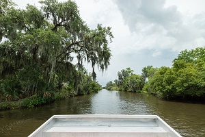 A view from the bow of a river boat on a tour through the swamps around New Orleans.