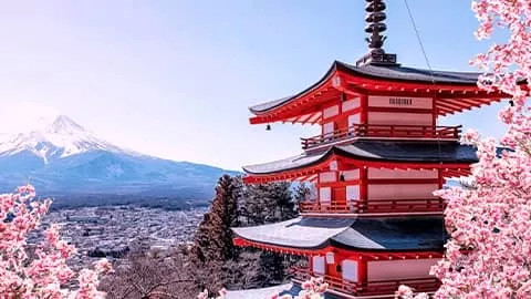 Japanese pagoda surrounded by pink blossoms with Mt Fuji in the background.