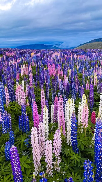 Field of vibrant blue and pink coloured lupin flowers in the South Island’s Mackenzie District.