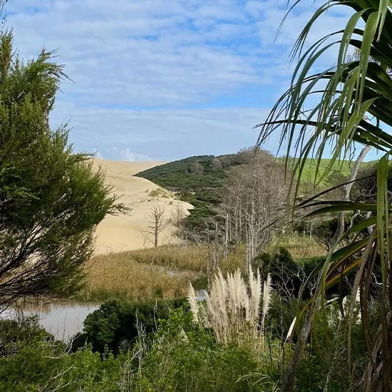 Te Paki Sand Dunes next to lush native bush in New Zealand’s Northland region.